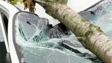EVENTI NATURALI ALBERO CADE SULLE AUTO!